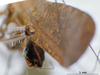 CollectionObject 1541568; 9b777490-256d-4127-b2aa-eb0e82e8fe81, MNHN3225816: male cerci. (CollectionObject).