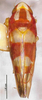 Habitus, dorsal view: !! display not done !! on Ommatocyba biguttata (Wang & Li, 2003): (Observation).