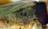 CollectionObject 1500503; dfc38884-7aad-4664-9e3f-a9dc9fd69d42, DORSA BTarascuHTM: male, base of left tegmen (holotype). (CollectionObject).
