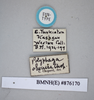 CollectionObject 1552857; NHMUK(SF IMPORT DUPLICATE) BMNH(E) 876170, 1d55a5bf-6289-4fec-995f-fa713eb0fe37: Copyright NHM, London. Syntype female, data labels. (CollectionObject).