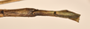 CollectionObject 1561618; cb180209-7ab4-4723-b868-4ad8c10b8435: copyright OUMNH. female: end of abdomen, ventral view of Bacillus patellifer (holotype). (CollectionObject).