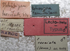 CollectionObject 1506522; c5b8f0fd-febc-499f-8af6-dd8d4d533c6a: labels (lectotype). (CollectionObject).