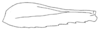 Callimenellus fumidus Walker, 1871: Fig. 41. hind femur (probably female). (Otu).