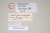 CollectionObject 1560117; NHMUK(SF IMPORT DUPLICATE) 844674, bc189b9a-eccd-4440-88e2-550641654006: copyright Natural History Museum, London. male, data labels (holotype). (CollectionObject).