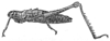 Opaon granulosus Kirby, 1902: female habitus. (Otu).
