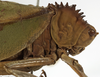 CollectionObject 1529815; 71798075-ce3e-4fd0-a3e5-4a68763bd1b8: male pronotum, lateral view (holotype). (CollectionObject).