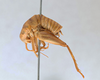 CollectionObject 2765498; CNCI 311953, ea7b39fe-c072-41a7-b5c9-eea394bb2db2: Ceuthophilus (Geotettix) alpinus. Lateral view. (CollectionObject).