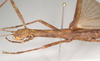 CollectionObject 1557207; NHMUK(SF IMPORT DUPLICATE) 844749, 47bd52d6-3901-4e54-95f5-ff25360d73fa: copyright Natural History Museum, London. female: head and thorax, lateral view (paratype). (CollectionObject).
