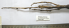 CollectionObject 1562677; a14cab9c-1ca7-4f80-8e2c-ff1d07fbb53f: copyright FRIM. female: head and thorax, dorsal surface of Pharncia chiniensis (paratype). (CollectionObject).