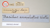 CollectionObject 1557900; NHMUK(SF IMPORT DUPLICATE) 844867, 13638891-8274-486e-bc7c-104307b25cb8: copyright Natural History Museum, London. male, data labels (holotype). (CollectionObject).