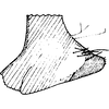 Pygofer, lateral view on Bolanusoides heros Distant, 1918: Pygofer lobe, lateral view. (Observation).