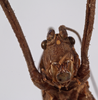 CollectionObject 1534509; 4c79a0fc-b7a5-4c3d-9485-69e46eebcb95: male face (holotype). (CollectionObject).