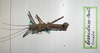 CollectionObject 1556945; 055202f9-ae14-4c71-a9c0-607fa199e09c: copyright MNHG, Geneva. male (holotype). (CollectionObject).