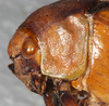 CollectionObject 1496443; NMW 4375, fdb4db34-0dbe-42b7-acd2-26f74df50a82: female, head and pronotum (holotype). (CollectionObject).