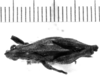 CollectionObject 1523899; d01e2039-4ba6-4dee-b2d8-6870522193f3: male, dorsal view (syntype). (CollectionObject).