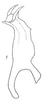Aedeagus, lateral view: !! display not done !! on Dalbulus maidis (DeLong & Wolcott, 1923): Aedeagus, lateral view. (Observation).
