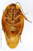 CollectionObject 1587338; MNHN(SF IMPORT DUPLICATE) MNHN-EP-EP1366, 71514729-f753-4eb3-9785-8b5fccd8058f: CC BY-NC-ND 4.0/MNHN - Depraetere Marion - 2014. Paratype, female, of lineata Grandcolas, 1994. Specimen number: MNHN-EP-EP1366. http://coldb.mnhn.fr/catalognumber/mnhn/ep/ep1366. (CollectionObject).
