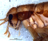 CollectionObject 1581480; 4dbd668a-9953-4332-8149-fc09ccc9b298: female, head and thorax, lateral view (allotype). (CollectionObject).