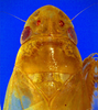 Head on Carapona vulta (DeLong & Freytag, 1975): Male [DZRJ]: head, pronotum and mesonotum, dorsal view. (Observation).