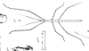 CollectionObject 1557775; 6187484c-f221-4886-b8cf-5572bedf841e: from Saussure 1872. female (holotype). (CollectionObject).