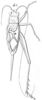Nausorixipha fulva (Brunner von Wattenwyl, 1878): Pl. 17, Fig. 49(5). male. (Otu).