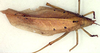 CollectionObject 1516930; 057d6277-87d6-4fbe-84c0-e3a60efa8eac: female, dorsal view (holotype). (CollectionObject).