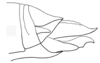 Tristria discoidalis Bolívar, 1890: female abdomen tip, lateral view. (Otu).