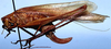 CollectionObject 1522718; 086ad998-422b-4dd3-b516-8f7ca1d6a6be: female, lateral view (lectotype). (CollectionObject).