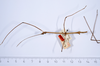 CollectionObject 1557458; 82f197bb-e5de-4a01-a56b-5a611ae9a3d0: copyright ANSP. male, dorsal view (holotype). (CollectionObject).