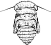 Nymph: (Observation).