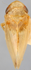 Habitus, dorsal view on Cyanidius cyanescens (Emeljanov, 1962): Holotype. (Observation).