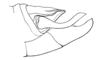 Zygoclistron trachystictum Rehn, 1905: Fig. 52. male abdomen tip, lateral view. (Otu).