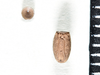 Pachymorpha Gray, 1835: copyright Paul D. Brock. Pachymorpha squalida egg ex. Cumberland State Forest. (Otu).