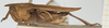 CollectionObject 1517851; 9a009760-4dc4-4f9d-9aab-95e03e677ba5, NHMUK010924562: male, lateral view (holotype of Tettix cucullifera). (CollectionObject).
