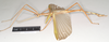 CollectionObject 1562290; NHMUK(SF IMPORT DUPLICATE) 845097, 4c1409f3-e1db-468f-b421-0b5dbc88a3a9: copyright Natural History Museum, London. male, lateral view of synonym Diura typhaeus (holotype). (CollectionObject).