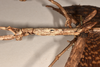 CollectionObject 1557408; 740e7e02-4a02-45f8-9962-45933d7ce492: copyright OUMNH. female: head & thorax, lateral view (holotype). (CollectionObject).