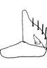 Subgenital plate: Subgenital plate. (Observation).