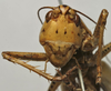 CollectionObject 1535163; 66b24531-7176-4f7f-a66e-a7311711e459: male face (holotype). (CollectionObject).