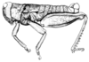Bufonacris terrestris Walker, 1871: Fig. 38. male habitus. (Otu).