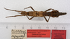 CollectionObject 1561516; ab782b0f-a731-4158-b9ec-d432f83a0b22: copyright ZMUH, Hamburg. female, dorsal view (paralectotype). (CollectionObject).;CollectionObject 1561517; 3c52b572-e3ac-48e9-9237-241cf38b4a7a: copyright ZMUH, Hamburg. female, dorsal view (paralectotype). (CollectionObject).