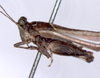 CollectionObject 1520881; 84a8a4e9-e20f-41d8-93f7-7661743aacd9: male, lateral view (holotype of Probolotettix kevani). (CollectionObject).