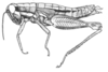 Neopedies brunneri (Giglio-Tos, 1894): Fig. 15. female habitus. (Otu).