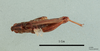 Stenobothrus burri Karabag, 1953: male, dorsal view, (holotype). (Otu).