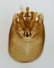 Pygofer, ventral view: !! display not done !! on Toya (Metadelphax) wetmorei (Muir & Giffard, 1924): (Observation).