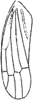 Forewing: Forewing (E. wierzbowskae Dwor.). (Observation).