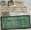 labels (holotype). Depicts CollectionObject 1539754; 6d7e038e-0ca5-46f3-9684-ce7a458fee21, a CollectionObject.