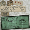 CollectionObject 1539754; 6d7e038e-0ca5-46f3-9684-ce7a458fee21: labels (holotype). (CollectionObject).