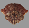 Head on Cyphotes nodosa Burmeister, 1835: holotype. (Observation).