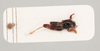 CollectionObject 1517838; bff97af5-bd85-49de-9254-cf4e27f499df, NHMUK015982280: female, dorso-lateral view (holotype). (CollectionObject).