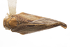 Habitus, dorsal view on Euhyloptera corticalis Fennah, 1945: (Observation).